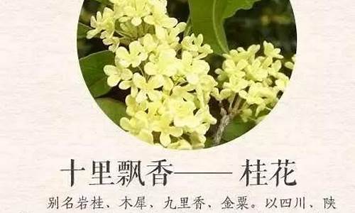 桂子飘香十里堤怎么读-桂子飘香打一城市名字