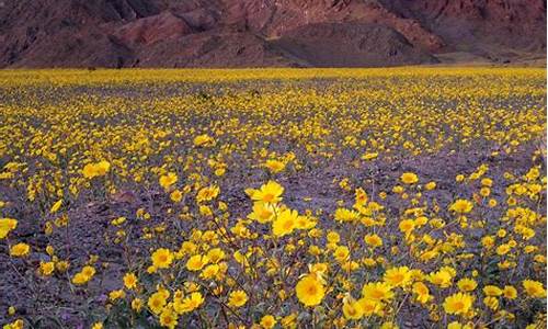 繁花似锦-繁花似锦觅安宁,淡云流水度此生全诗是什么意思