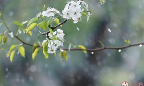 梨花带雨是什么意思-梨花带雨是什么意思啊