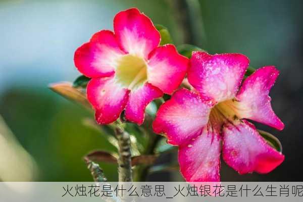 火烛花是什么意思_火烛银花是什么生肖呢