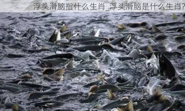 浮头滑脑指什么生肖_浮头滑脑是什么生肖?