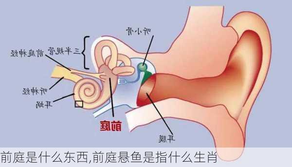 前庭是什么东西,前庭悬鱼是指什么生肖