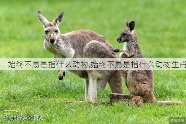 始终不易是指什么动物,始终不易是指什么动物生肖