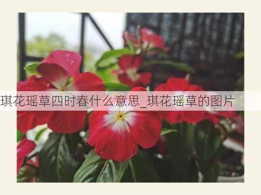 琪花瑶草四时春什么意思_琪花瑶草的图片