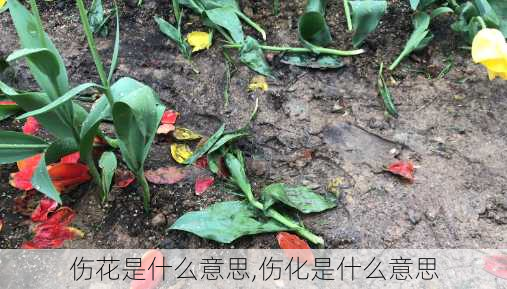 伤花是什么意思,伤化是什么意思