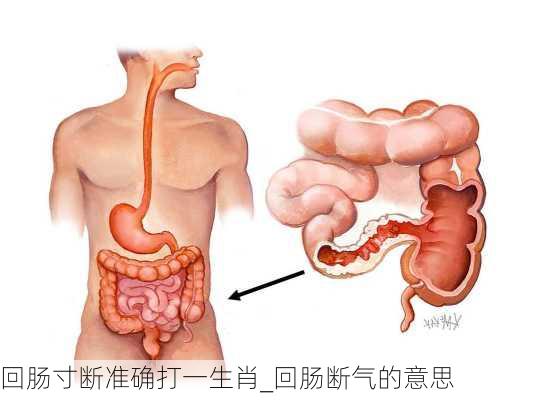 回肠寸断准确打一生肖_回肠断气的意思