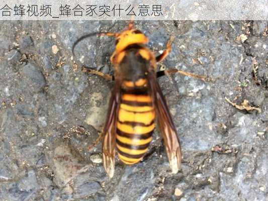 合蜂视频_蜂合豕突什么意思