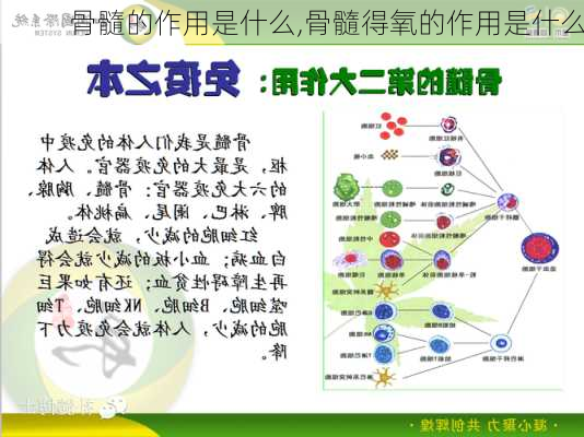 骨髓的作用是什么,骨髓得氧的作用是什么