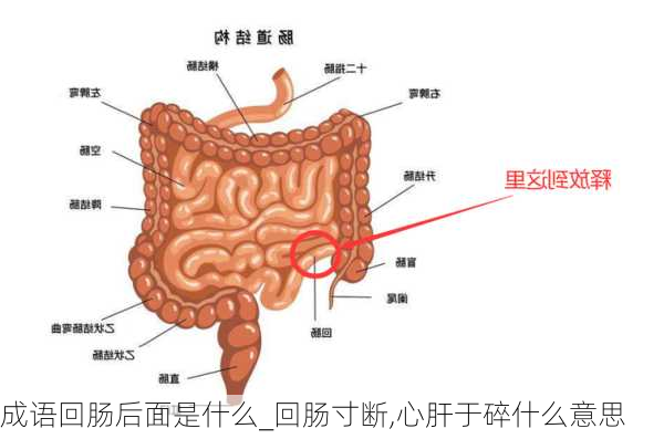 成语回肠后面是什么_回肠寸断,心肝于碎什么意思