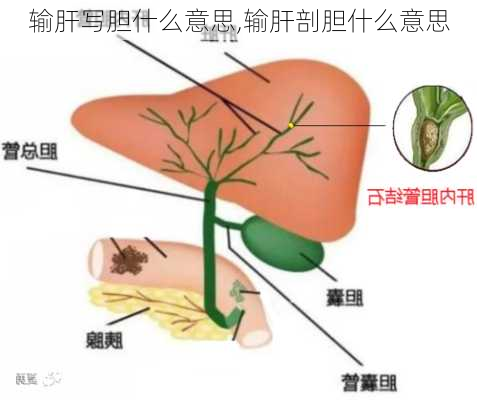 输肝写胆什么意思,输肝剖胆什么意思