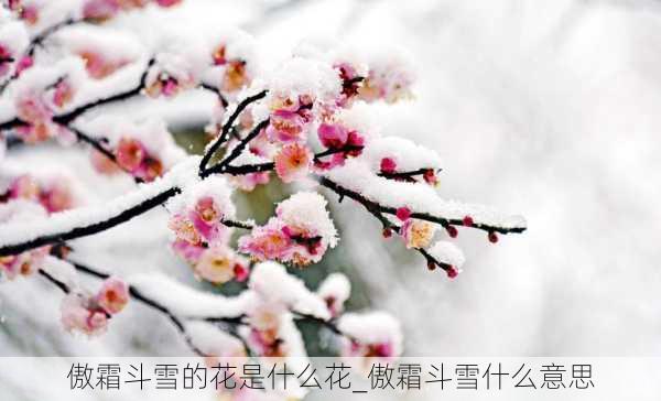 傲霜斗雪的花是什么花_傲霜斗雪什么意思