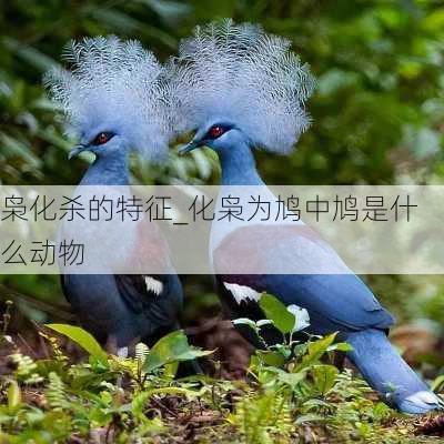 枭化杀的特征_化枭为鸠中鸠是什么动物