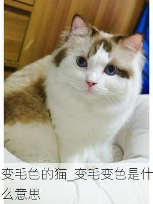 变毛色的猫_变毛变色是什么意思