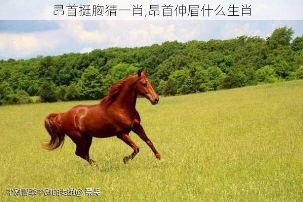 昂首挺胸猜一肖,昂首伸眉什么生肖