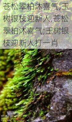 苍松翠柏沐喜气;玉树银枝迎新人,苍松翠柏沐喜气;玉树银枝迎新人打一肖