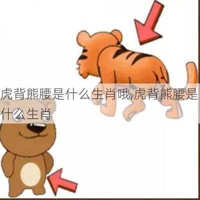 虎背熊腰是什么生肖哦,虎背熊腰是什么生肖